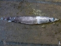 Paralepis coregonoides