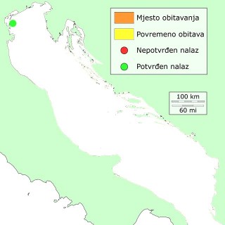 polukljuna-dis
