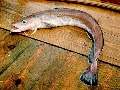 Molva dypteriga macrophthalma
