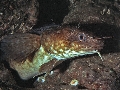 Gaidopsarus mediterraneus