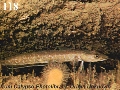 Gaidropsarus biscayensis