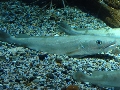Merluccius merluccius