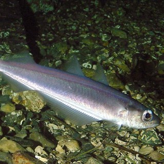 pucinska ugotica