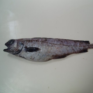 okatica