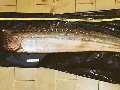 Lophotus lacepedei