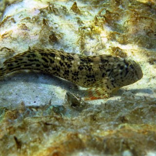 Balavica