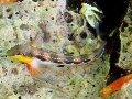 Lipophrys adriaticus