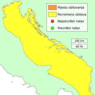 fanfan-distribucija