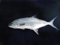Lichia amia
