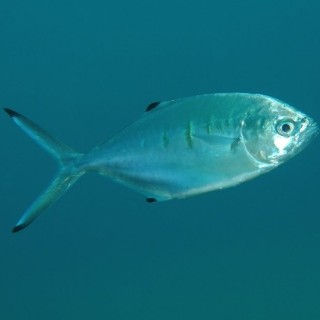 modrulja