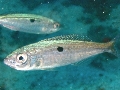 Spicara smaris