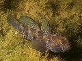 Gobius niger