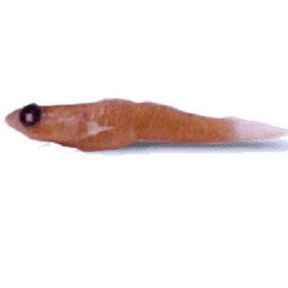 dolfusijev