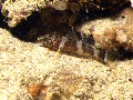 Didogobius splechtnai