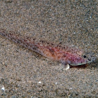 kaljuzaric