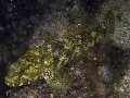 Lesueurigobius suerii