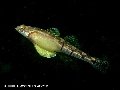 Pomatoschistus quagga