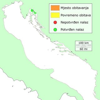 uvijeni-distribucija