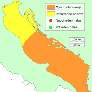 vladika-distribucija