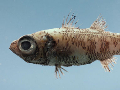 Epigonus denticalus