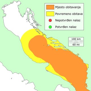 pastir-distribucija