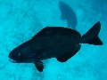 Centrolophus niger