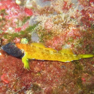 prugasti pivcic