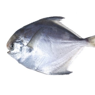 srebrna plotica