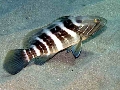 Epinephelus aeneus