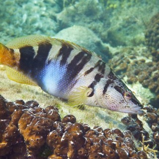 pirka