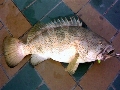 Epinephelus coioides