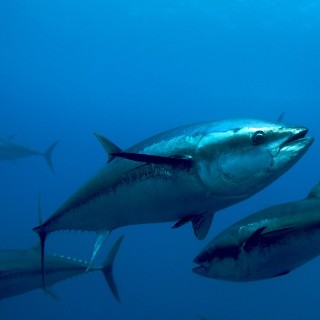 tuna