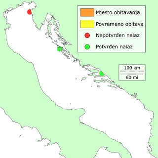 pagrus-major-distribucija