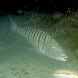 litmora