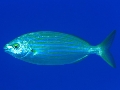 Sarpa salpa