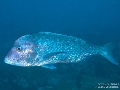 Dentex gibbosus
